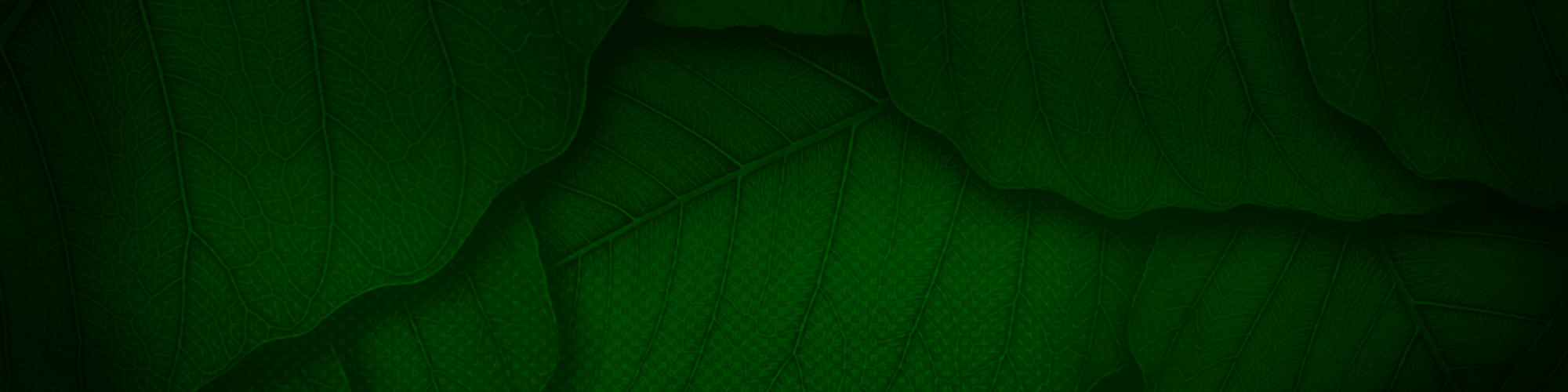 Gr&uuml;nes Blatt als Hintergrund in Nahaufnahme